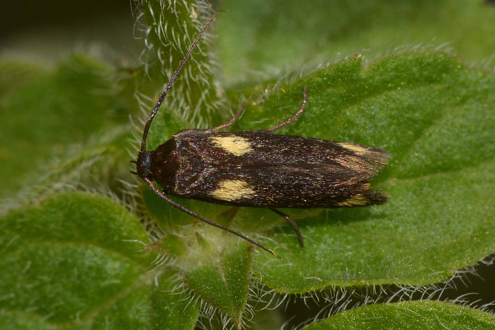 Scythrididae:  Scythris sinensis